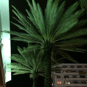 Palmiers de nuit Miami Beach pompommegirl