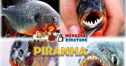 Mengenal Ikan Piranha Mengenal Binatang 