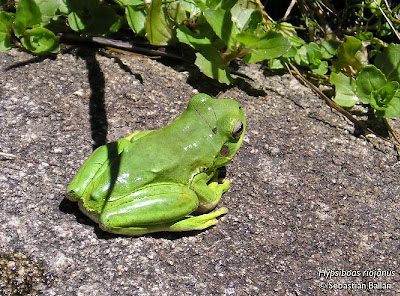 Rana trepadora andina Hypsiboas (andinus) riojanus