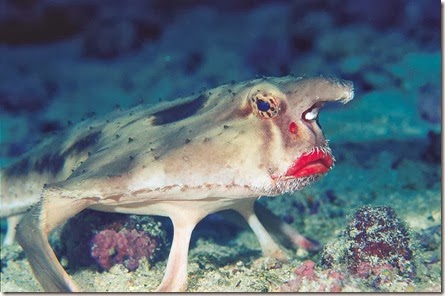 Ogcocephalus darwini