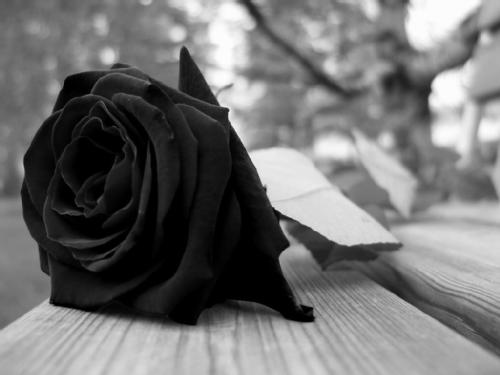 Imagenes De Rosas Negras Y Corazones - Fotos de corazones y rosas negras Mejores Imágenes