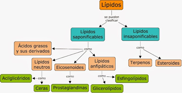 Lípidos