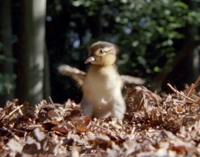 Cute Chick in Nature Documentary Makes Leap of Faith