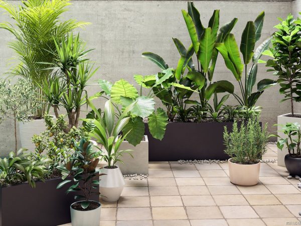 Share Plant Models Vol 19 - Maxtree