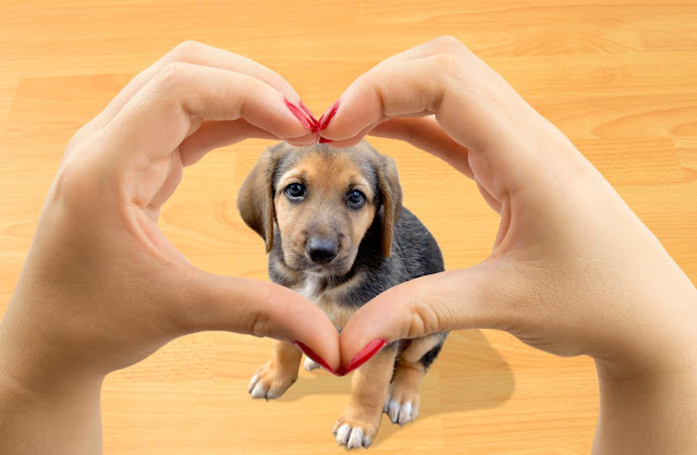 10 Coisas Que Os Cachorros Mais Amam
