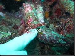 IMG_1198 IMG_1198