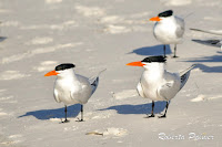 Royal Terns at Grayton State Park, FL – Mar. 28, 2018 – Roberta Palmer