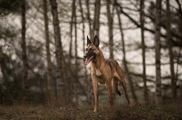 Malinois