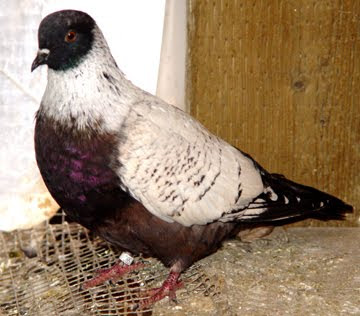 Danish Suabian Pigeon