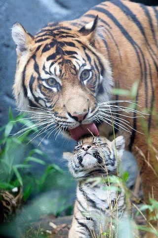 tigresa madre lamiento tigre hijo