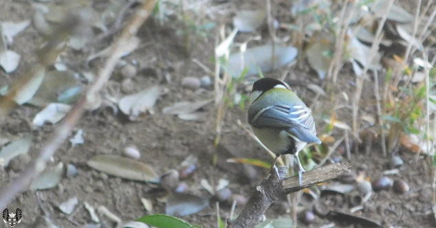 シジュウカラ(四十雀) Parus minor