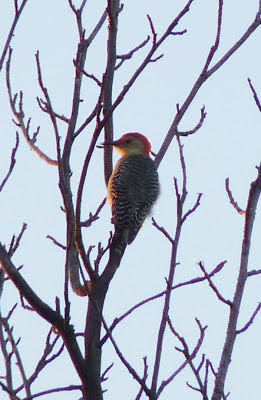 red-bellied woodpecker