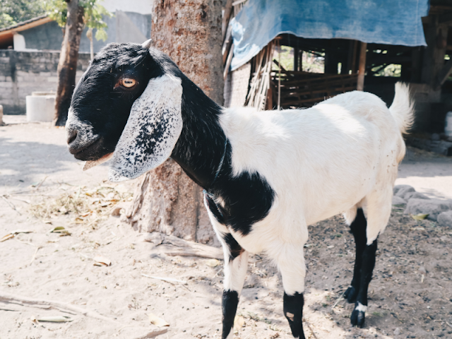 susu kambing etawa