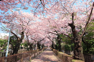 桜 満開 2017, 桜 開花 2016, 東京 桜 名所, 桜 開花予想 2017 京都, 桜 開花予想 2017 東京, 桜開花情報, 桜 2017, 桜 開花から満開まで, 桜前線 2017, 桜 開花予想 2017 大阪, 沖縄 桜 開花状況,桜 開花, 桜 満開 2017, 桜 開花予想 京都, 桜 開花予想 2017 京都, 桜開花宣言 みしろん, 桜 開花予想 大阪, 桜 開花予想 2017 東京, 桜 開花から満開まで, mankai開花宣言, mankai開花宣言 歌詞, 桜 開花情報