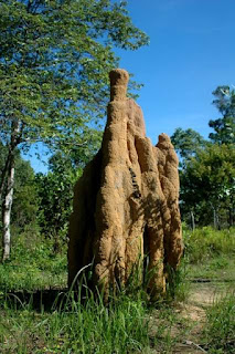 Mengungkap Fenomena Keberadaan Bangunan-bangunan Pencakar langit Oleh Rayap Tanah (Nasutitermes triode) Sang Ahli Inovator Bangunan Dari Taman Nasional Wasur Merauke Papua 