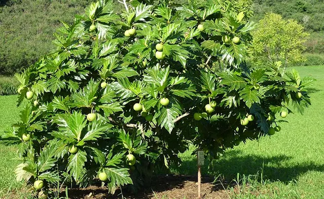 Dicas e cuidados sobre a Fruta-pão ou Artocarpus altilis Árvore-do-pão