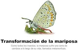 http://ceiploreto.es/sugerencias/varios/mariposa.swf