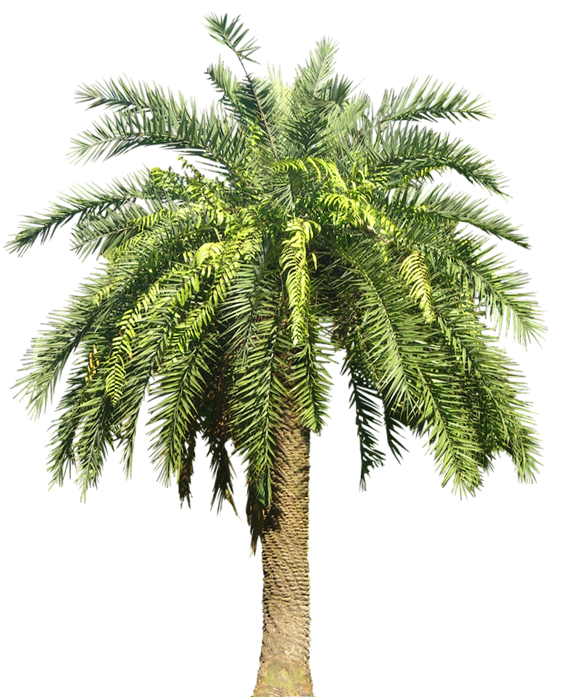 Tropical Plant Pictures: Phoenix loureirii Loureiro39;s Date Palm