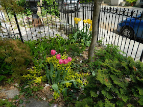 by Paul Jung Gardening Services a Toronto Gardening Company Toronto Spring Front Garden Cleanup Cabbagetown Before