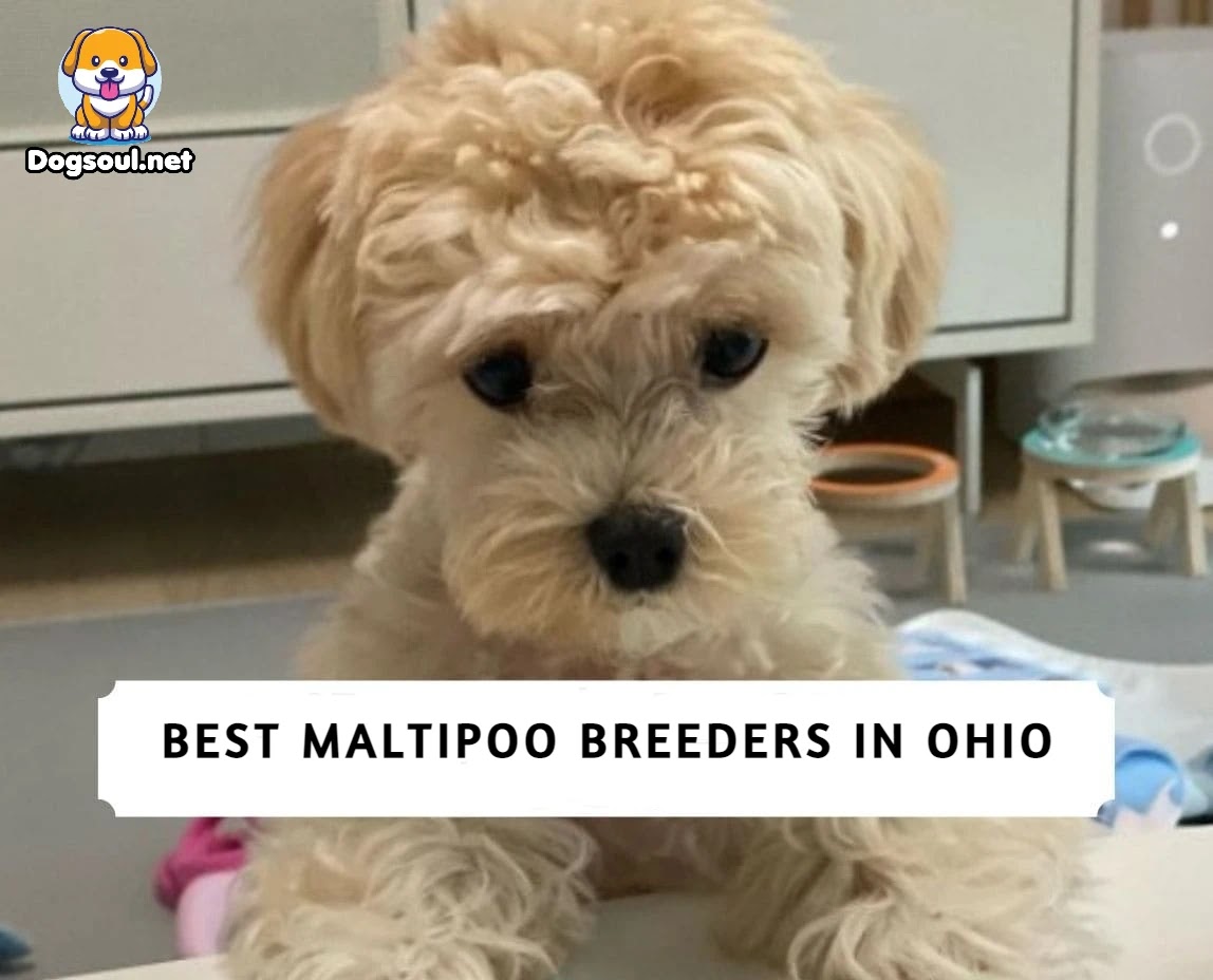 Best Maltipoo Breeders in Ohio