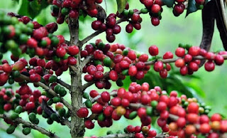 Kopi Nusantara, Kopi Gayo