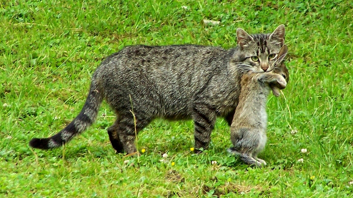 Chat qui tue un Lapin -