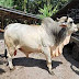 SAPI BRAHMAN DENGAN BERAT 451 - 500 KG