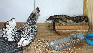 The Chicken Coop Blog: Snake in your Chicken Coop- How to Deal with?