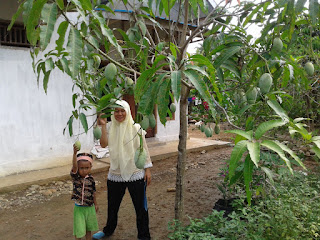 Pohon serta Buah mangga hasil stek