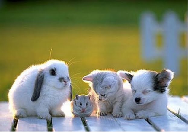 cute animals wallpaper. Cute Animal Wallpaper