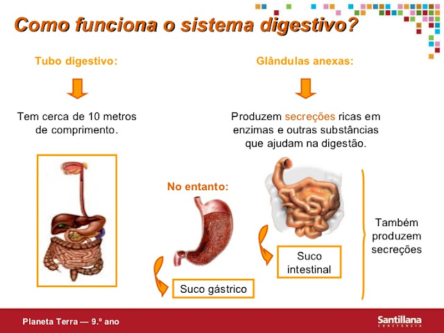 COMO FUNCIONA O SISTEMA DIGESTIVO