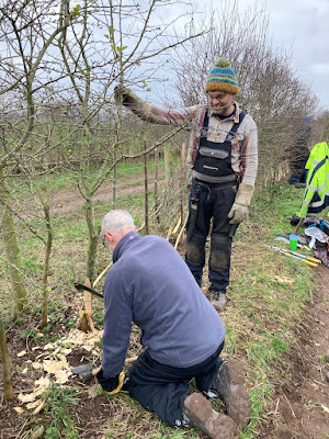 Wirral Countryside Volunteer Aiden teaching a hedge laying trainee. Photo: Dave Edwards