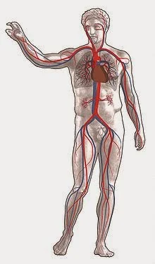 Sistem peredaran darah manusia, pembuluh nadi (arteri) berwarna merah dan pembuluh balik (vena) berwarna biru.