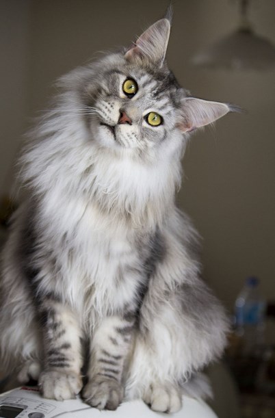Cara Merawat Kucing Anggora, Kucing Persia dan Kucing Hias 