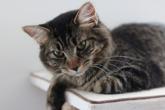cute cat