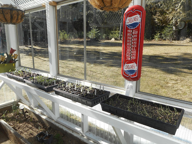 seedling starter trays in the greenhouse on a sunny February day