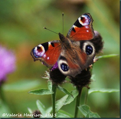 6-peacock-butterfly