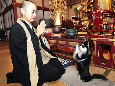 praying dog, dog praying, funny dogs, funny dog, praying, monk, monk and dog, praying monk, bald man, cute dogs, cute dog, weird, weird pics