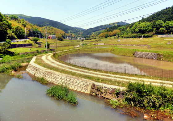 Rice paddies.