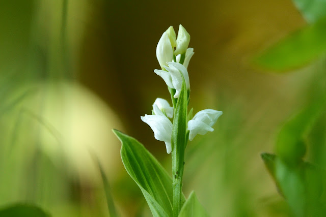 Cephalanthera erecta