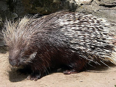 Man Gang Rape Porcupine,