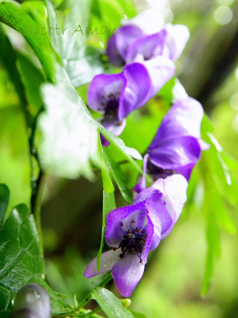 Aconitum japonicum