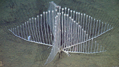130524114150 lyre sponge 976x549 2013mbari شاهد : عشرة أنواع جديدة من الكائنات الحية