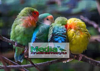 ciri lovebird lokal, harga lovebird lokal, macam macam lovebird lokal, lovebird lokal non kacamata, lovebird import holland, lovebird import taiwan, lovebird lokal indonesia, perbedaan lovebird taiwan dan lokal, ciri ciri lovebird holland, ciri ciri lovebird taiwan, jenis lovebird import