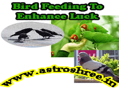 why to feed birds as per astrology by astrologer