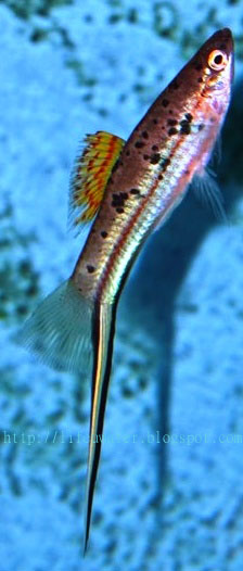 Rio Otapa Swordtail