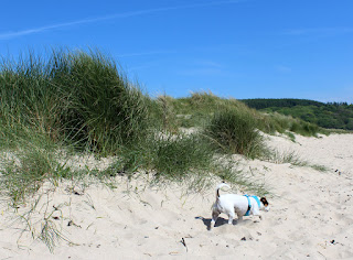 Louise sniffing around the sand dunes