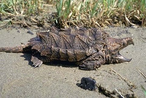 snapping turtle tongue. Alligator Snapping Turtle