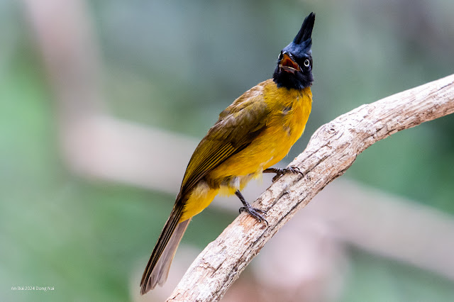 An Bui 2024 Dong Nai - Black Crested Bulbul (Chào mào vàng mào đen)