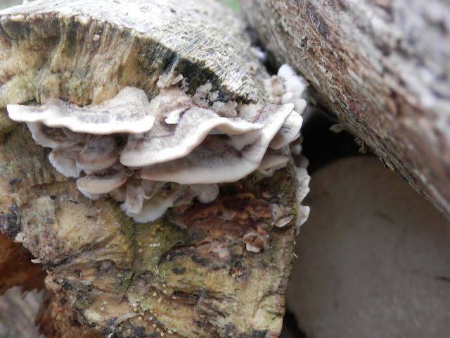 Making a Log Pile for your Garden. secondhandsusie.blogspot.co.uk